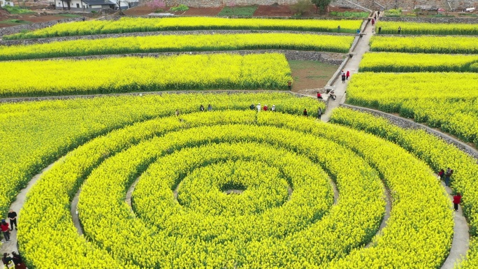 油菜花