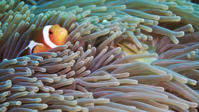 小丑鱼三维动画海底世界海洋生物
