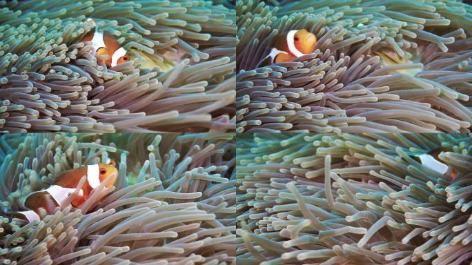 小丑鱼三维动画海底世界海洋生物