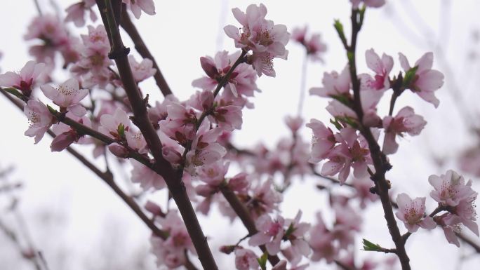春暖花开、春意盎然、桃花盛开、梨树开花