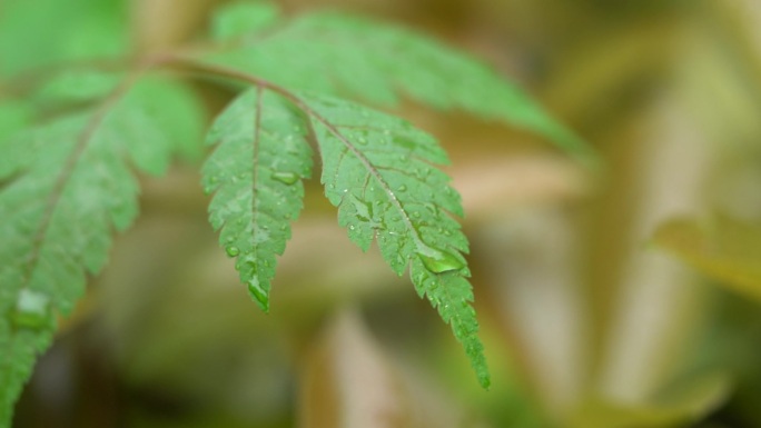 下雨后的叶子