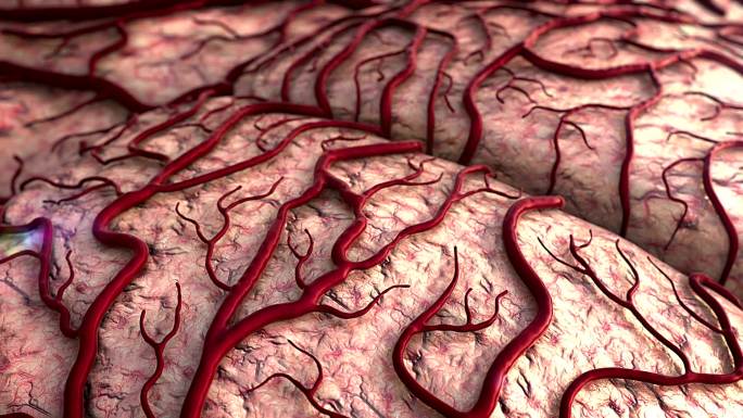 人脑模型大脑皮层神经科学智能大脑