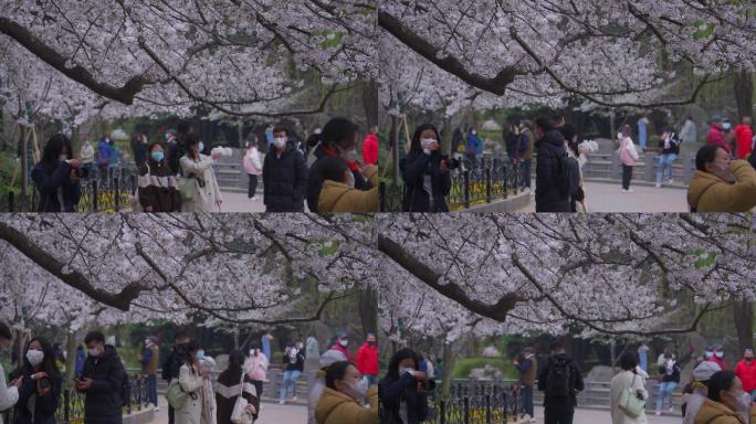 很多人在观赏樱花