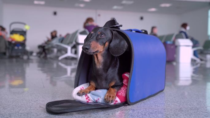 有趣的达克斯猎犬狗舍狗屋宠物家园