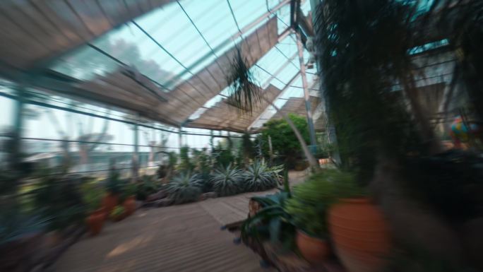 4K武汉植物园温室穿越机航拍仙人掌室内