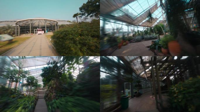 4K武汉植物园温室穿越机航拍仙人掌室内