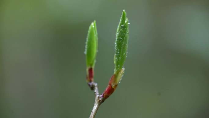 春天树枝发芽