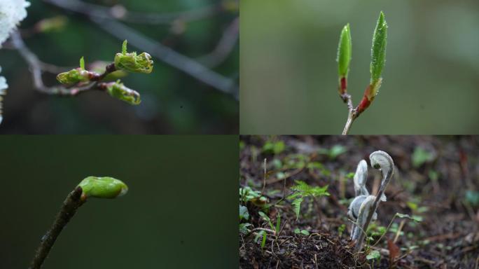 春天树枝发芽
