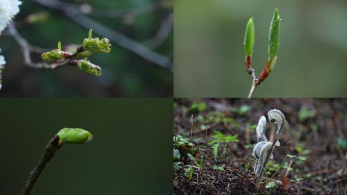 春天树枝发芽