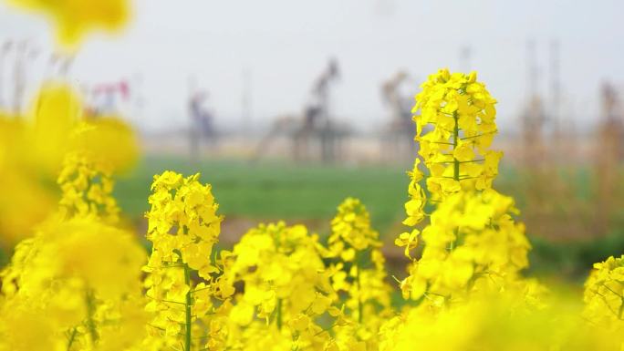 菜花油菜花蜜蜂春天油田抽油机