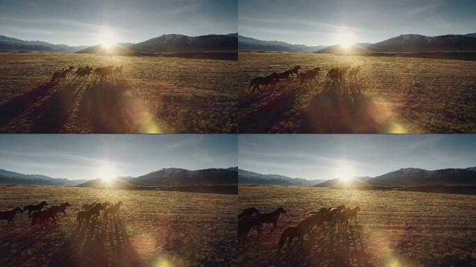 在雪山背景下的草地上自由奔跑的马