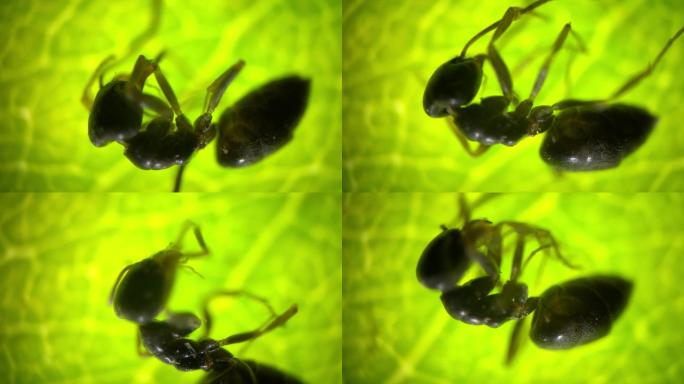 显微摄影 蚂蚁放大80倍