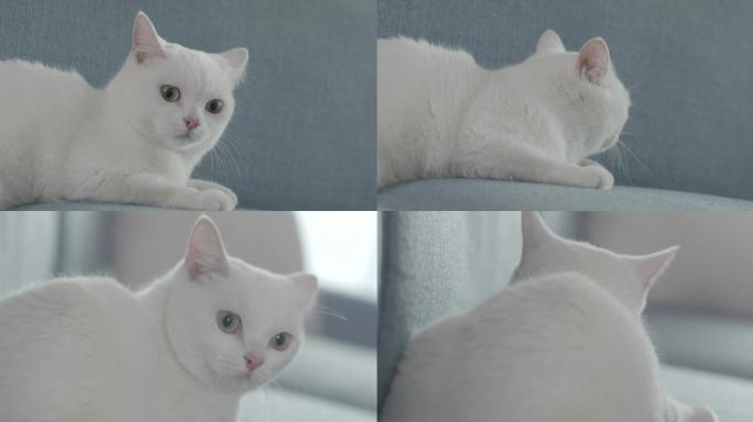 沙发上的萌宠小白猫 猫的日常小奶猫白猫