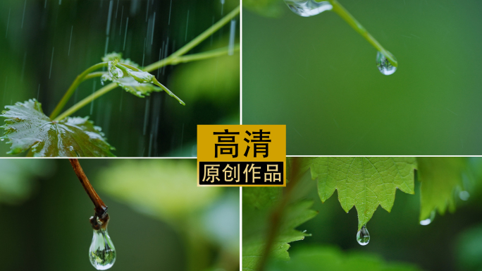 原创春分下雨春雨植物水滴葡萄树嫩叶滴水