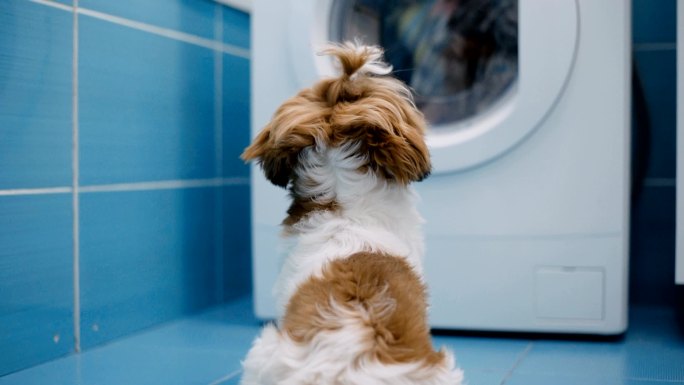 小狗看着洗衣机的滚筒