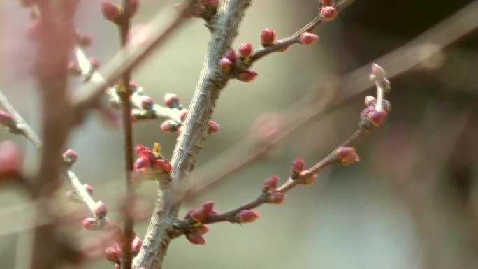 春天的信息挑花含苞待放桃林