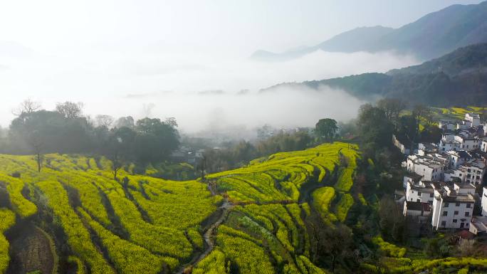 4K航拍江西省婺源江岭风景区云海风景