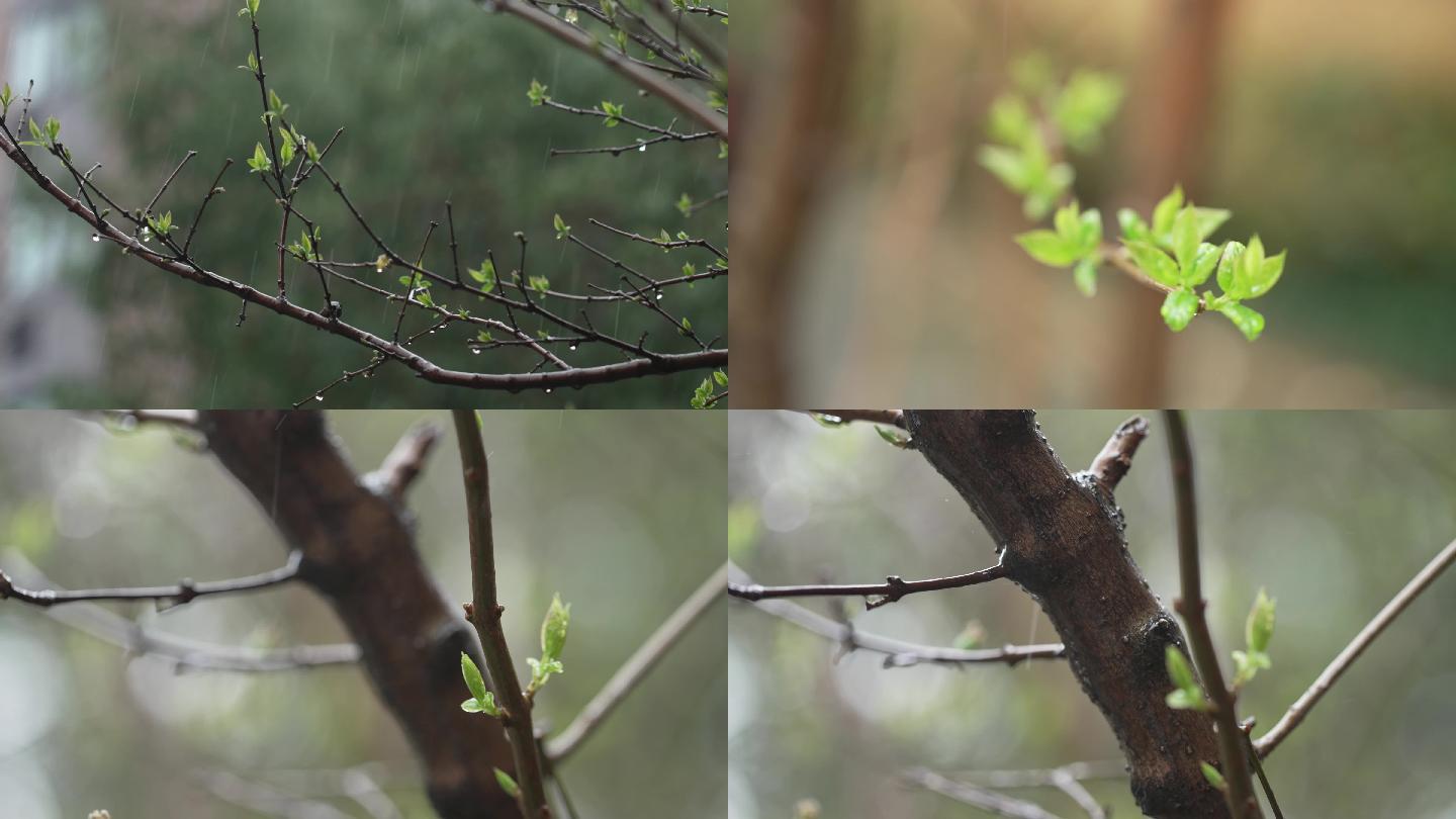 微距大光圈拍摄早春春分时节