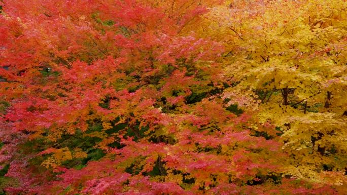 秋叶唯美景色秋季秋景树叶黄了