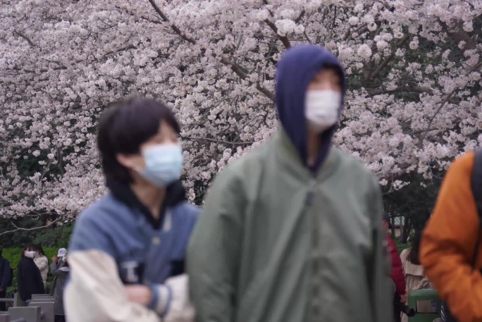 人来人往在观赏樱花、春暖花开、花开季节’