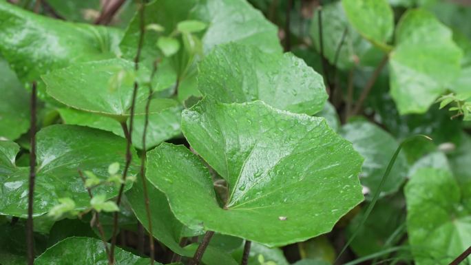 微距拍摄春雨春天下雨