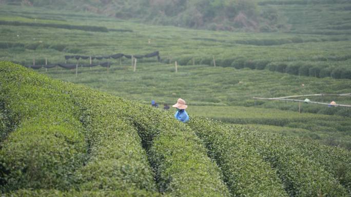 杭州龙井茶园采茶工