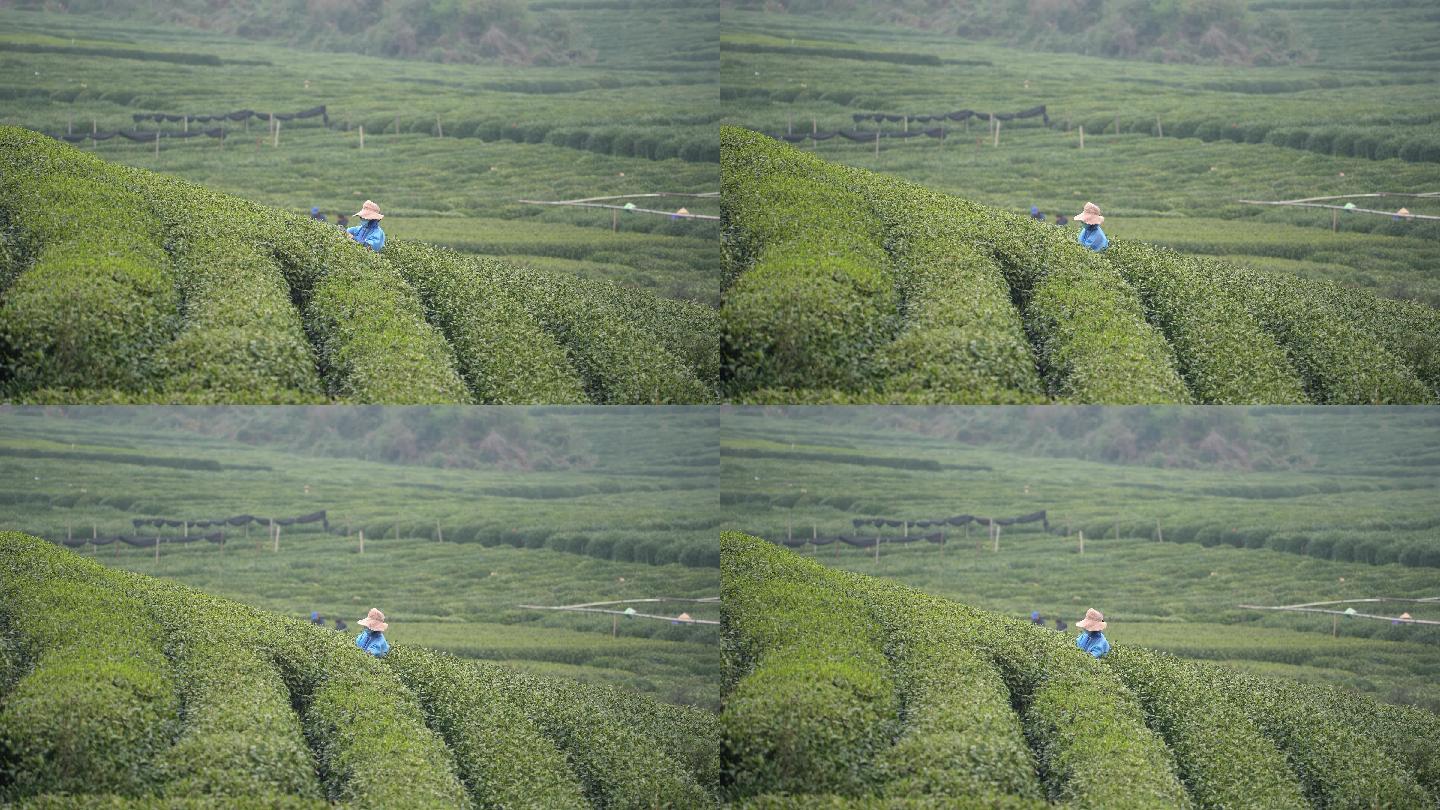 杭州龙井茶园采茶工