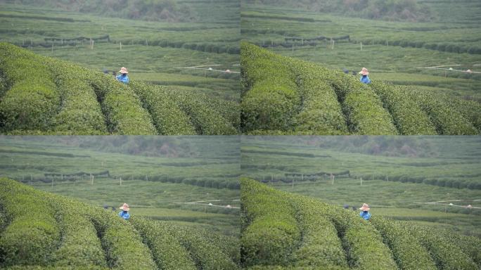 杭州龙井茶园采茶工