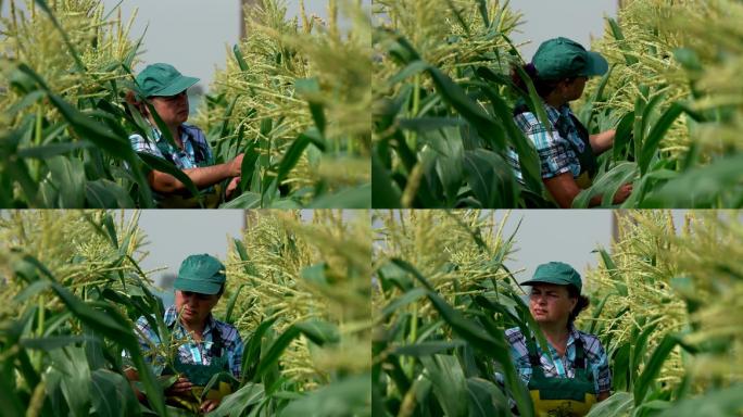 农夫正在玉米地上检查玉米
