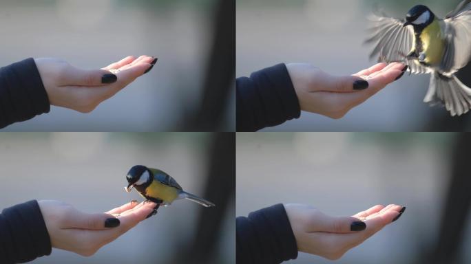 女人喂鸟人与自然公益广告爱护动物