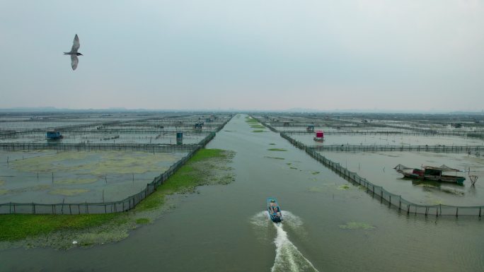 阳澄湖蟹农开船跟随拉高镜头