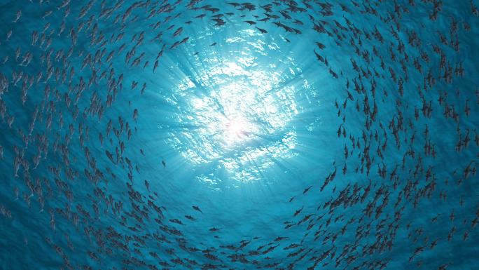 鱼群环绕渔业深海