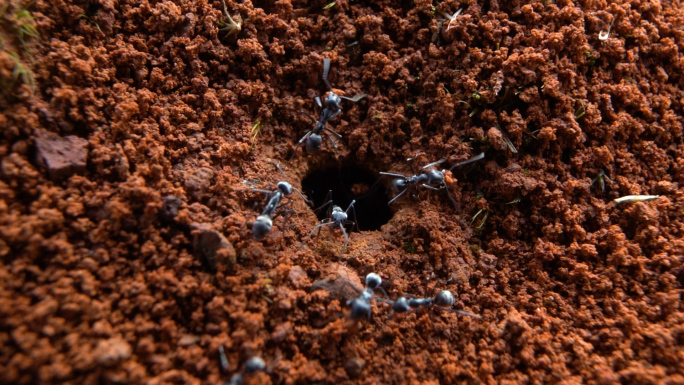 蚂蚁挖洞