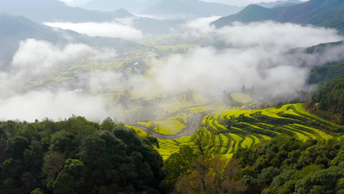 4K航拍江西省婺源江岭油菜花风景