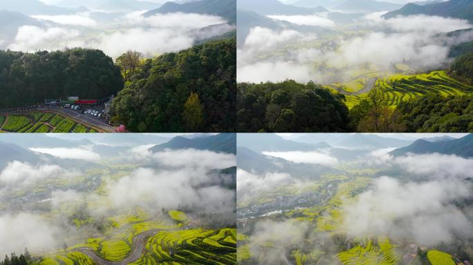 4K航拍江西省婺源江岭油菜花风景