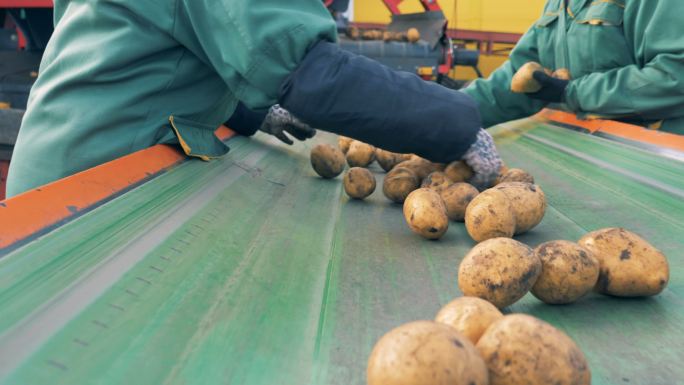 两名工人在工厂的传送带上分拣土豆