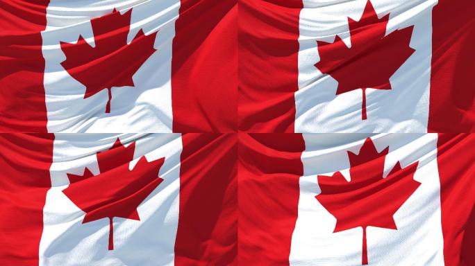 加拿大国旗旗场景飞扬飘扬