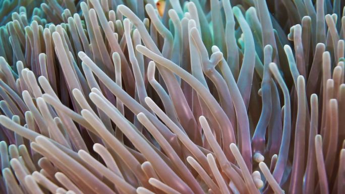 海葵触角大海深海物种种类热带鱼