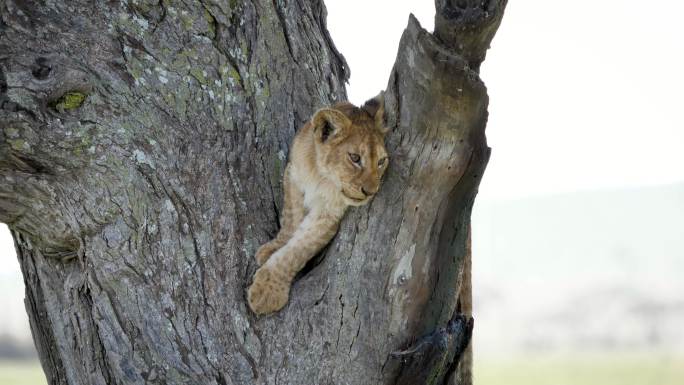 可爱的小狮野生动物世界国家保护大自然非洲