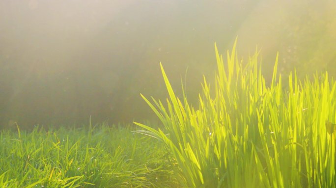 逆光下的黄昏蒲草青草生机勃勃唯美生态自然