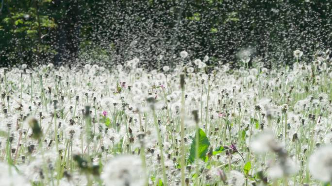 蒲公英地盛开绽放天然氧吧生机勃勃