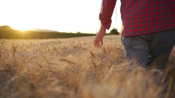 一位农民触摸着金色的麦穗