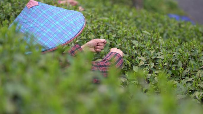 杭州采茶工在采摘明前龙井