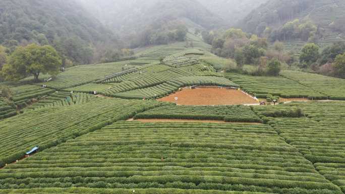 航拍杭州龙井茶园