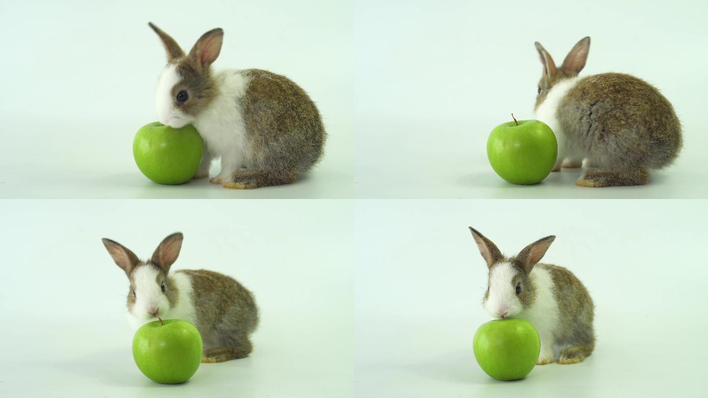 可爱的毛茸茸的小兔子在玩绿苹果。