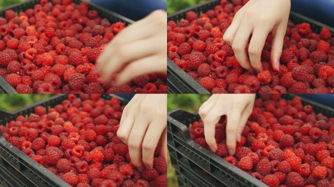 装满树莓的盒子新鲜鲜嫩果实