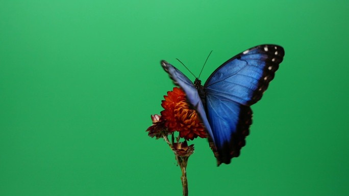 蝴蝶绿屏抠像通道采蜜授粉视频素材