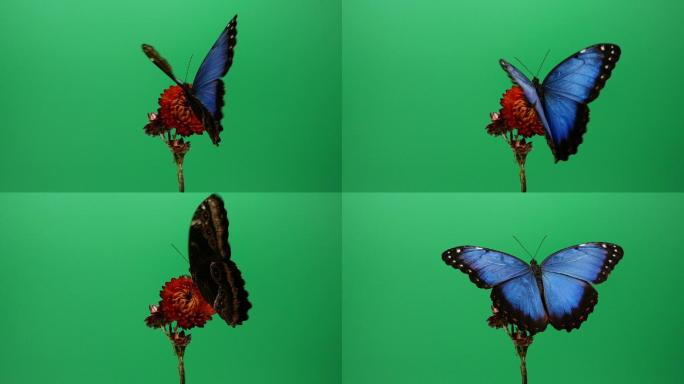 蝴蝶绿屏抠像通道采蜜授粉视频素材