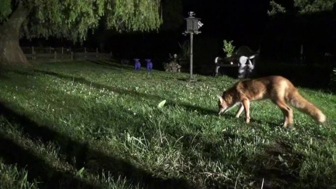 狡猾的狐狸尾巴捕食晨曦野性活泼森林