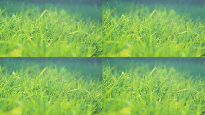 春分草地嫩绿唯美自然风光